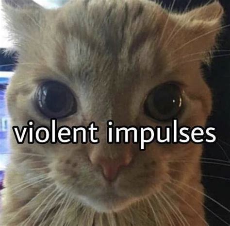 devil cat meme|cat violent impulses meme.